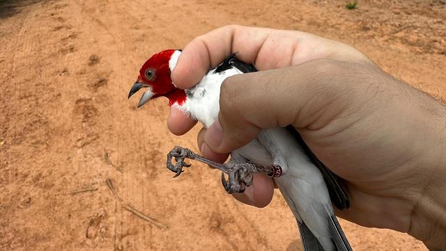 Mais de 100 aves silvestres são reintegradas à natureza na reserva da Bracell na Bahia