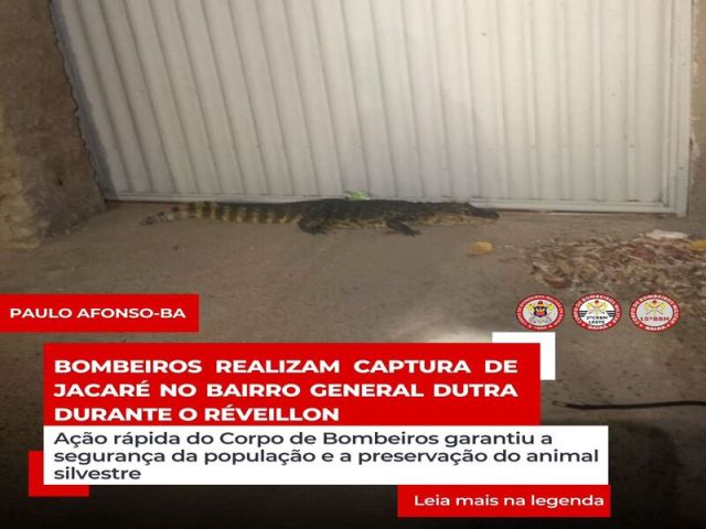 Bombeiros realizam captura de jacaré no bairro General Dutra durante o Réveillon