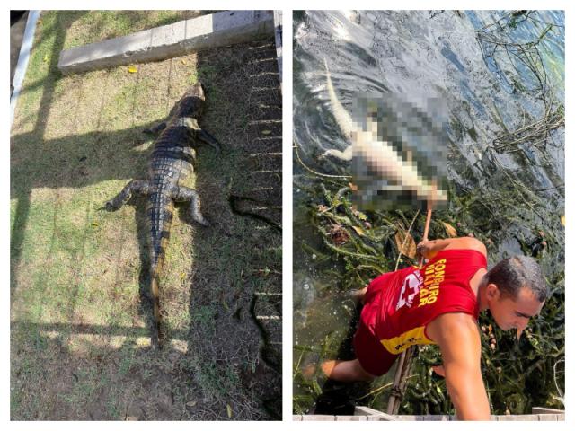 Bombeiros Militar do 15º BBM retira jacaré do Lago Capuxú em Paulo Afonso