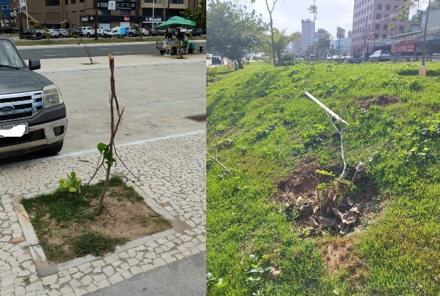 Vandalismo contra mudas ameaça expansão da arborização urbana em Salvador e traz prejuízo de R$ 3 milhões