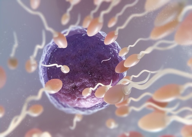 Qualidade dos óvulos é fator decisivo na preservação da fertilidade, alertam especialistas