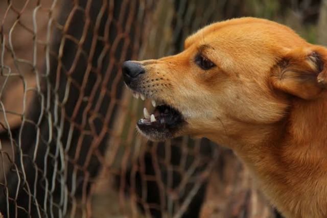 Bahia inicia Campanha de Vacinação Antirrábica para Cães e Gatos