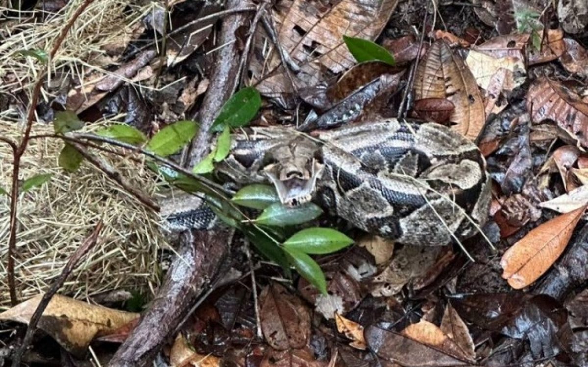 Vinte e cinco animais silvestres são soltos em reserva da Bracell na Bahia