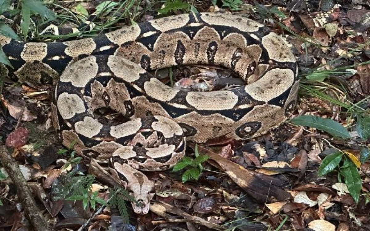 Bracell destaca importância ecológica de animais peçonhentos para os ecossistemas