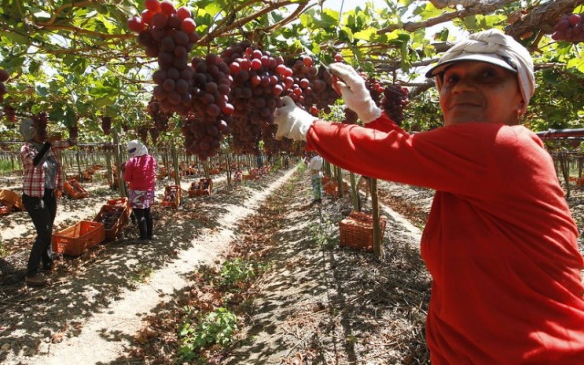 Agricultura baiana alcança R$ 56,2 bilhões em 2025