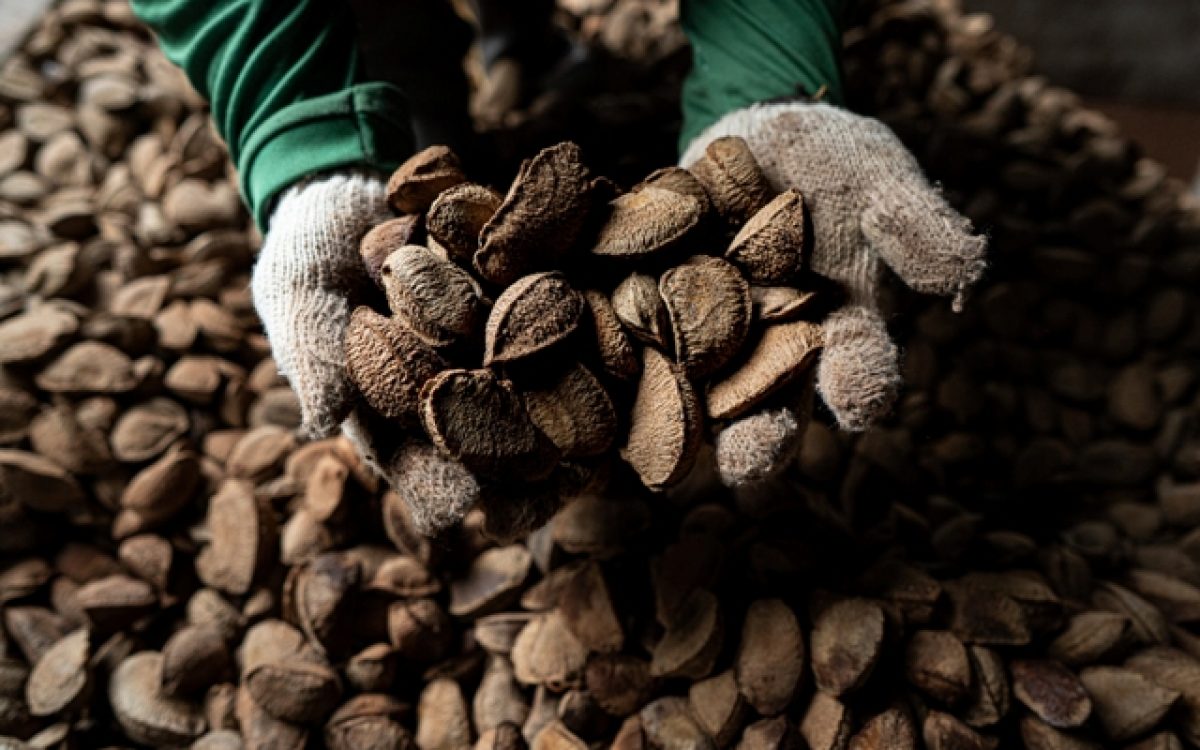 Mecanismo Amazônia Viva conclui segundo ciclo de crédito com 100% de adimplência e fortalece sociobioeconomia na região