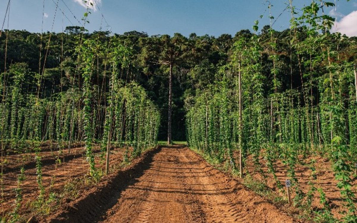 Grupo Petrópolis conquista ouro e bronze na Copa Brasileira de Lúpulo 2026