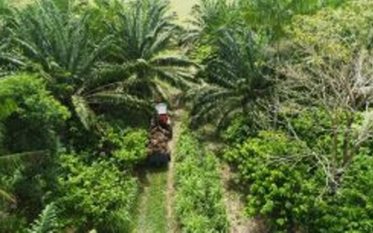 No Dia da Biodiversidade, Natura reforça urgência de um modelo regenerativo diante das mudanças climáticas
