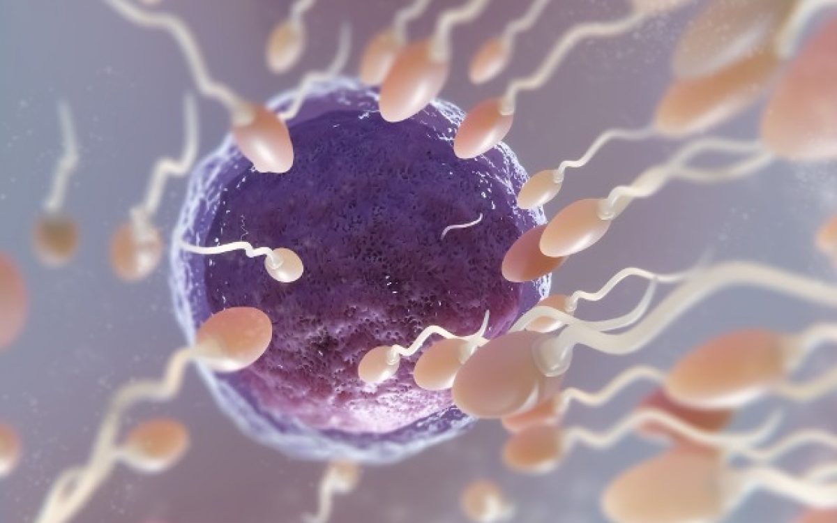 Qualidade dos óvulos é fator decisivo na preservação da fertilidade, alertam especialistas