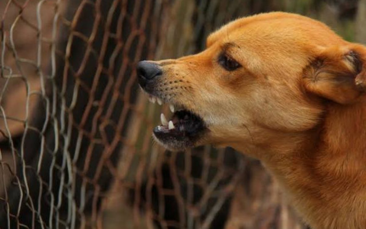 Bahia inicia Campanha de Vacinação Antirrábica para Cães e Gatos