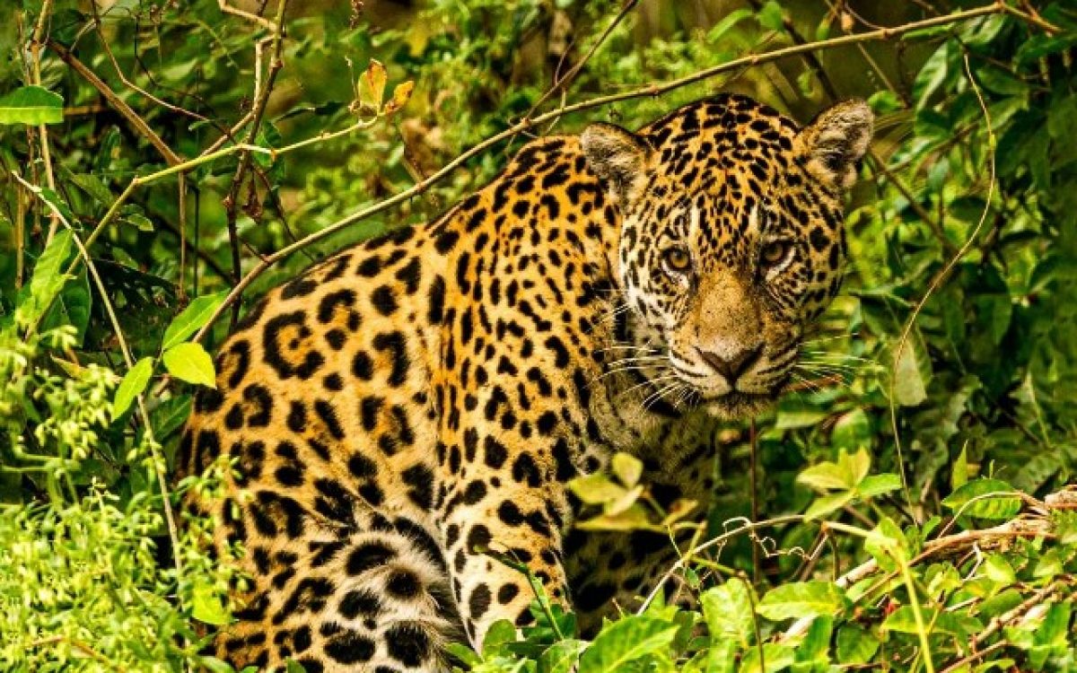 “Pantanal Revelado”: Shopping Paseo recebe exposição fotográfica sobre a alma de um território brasileiro exuberante