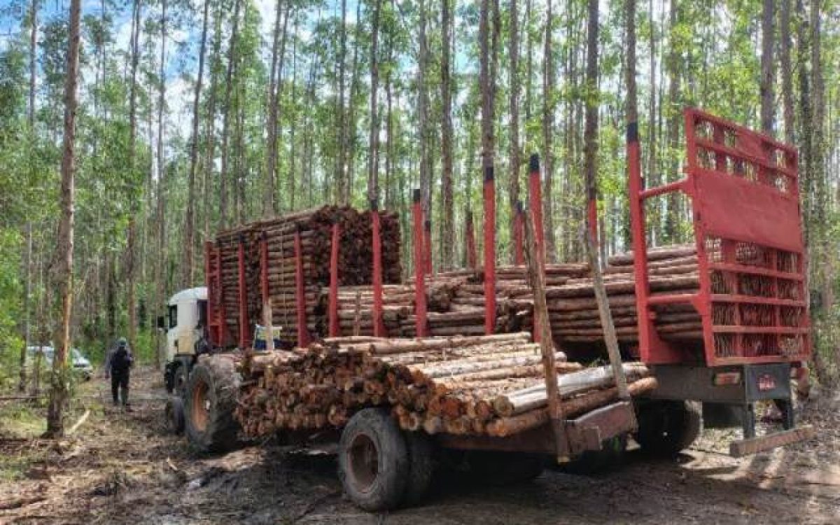 Dupla é presa em flagrante por furto de madeira em área de plantio da empresa Suzano, em Alcobaça