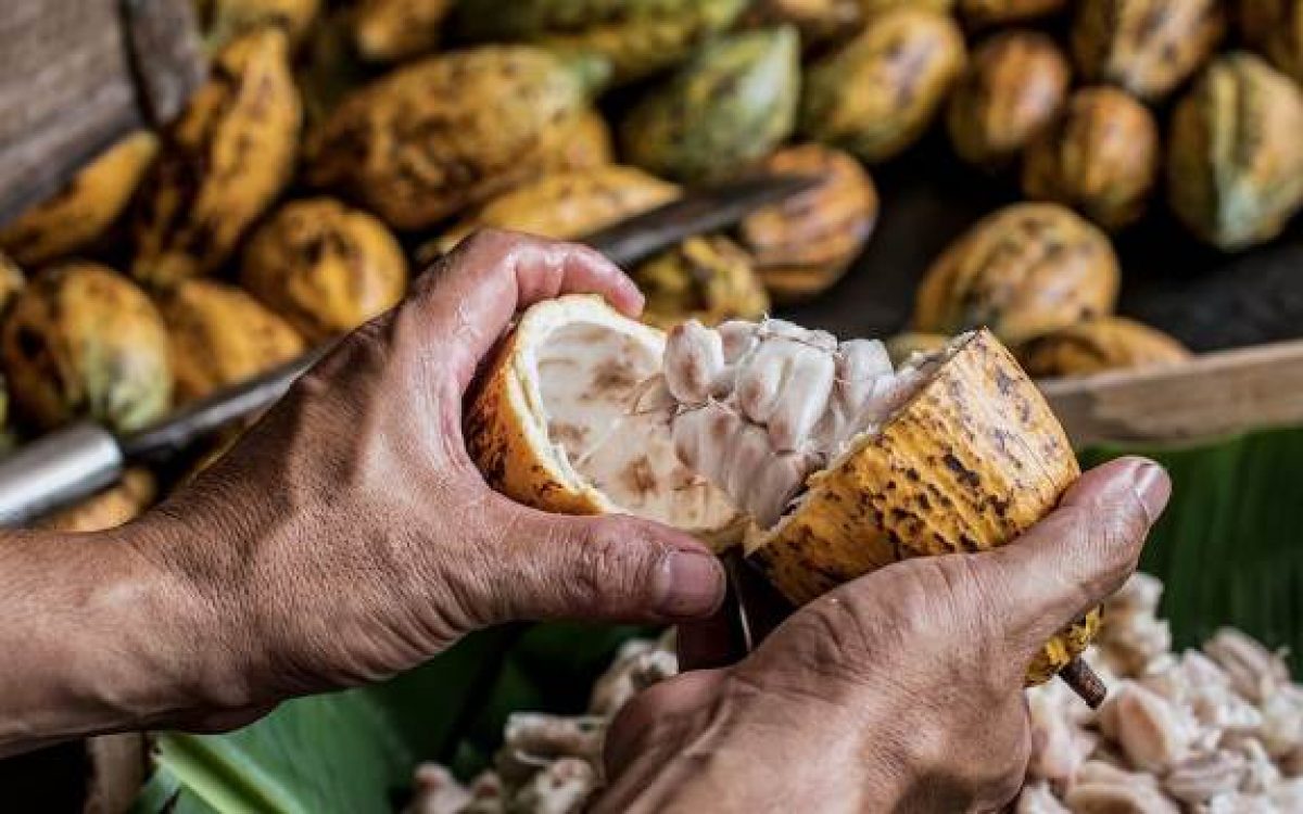Dia do Cacau: Bahia tem perspectiva de crescimento da produção em 2026 com investimento em qualidade e sustentabilidade