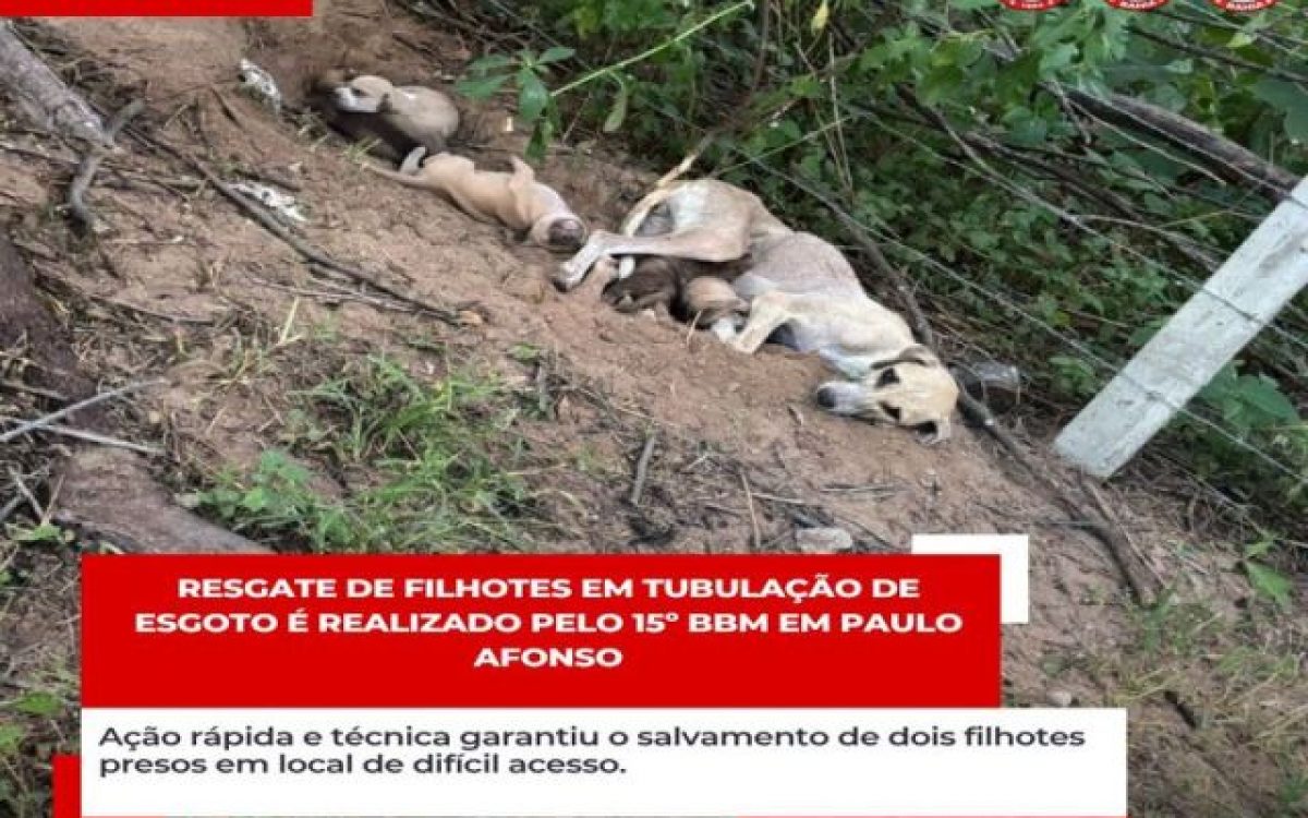RESGATE DE FILHOTES EM TUBULAÇÃO DE ESGOTO É REALIZADO PELO 15º BBM EM PAULO AFONSO