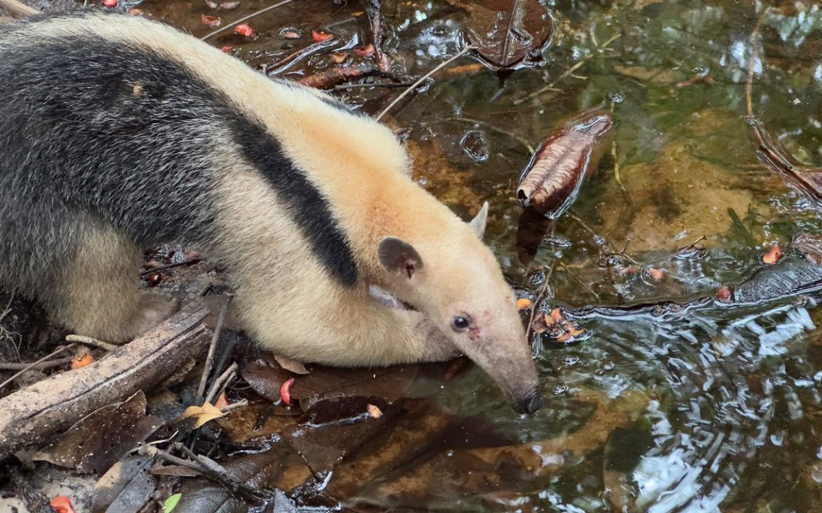 Ouriço-preto ameaçado de extinção e outros 41 animais silvestres são reintegrados à natureza em reserva da Bracell