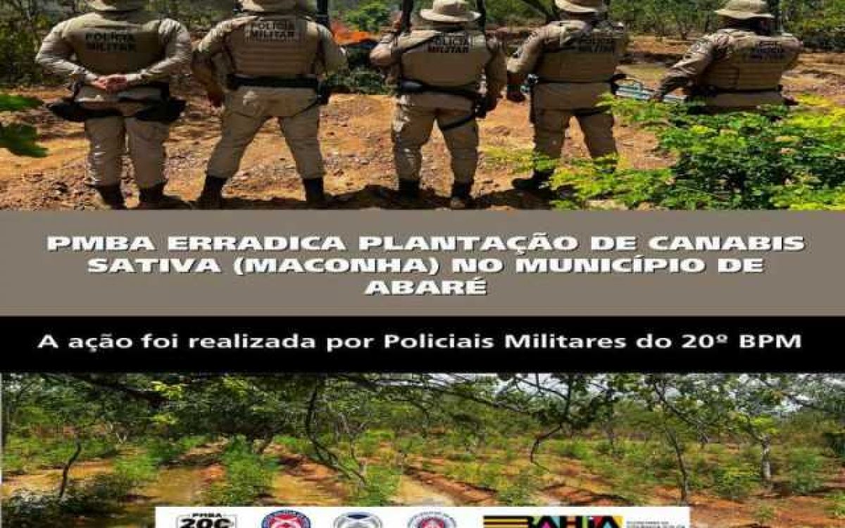 POLICIA MILITAR ERRADICA PLANTAÇÃO DE CANABIS SATIVA (MACONHA) NO MUNICÍPIO DE ABARÉ