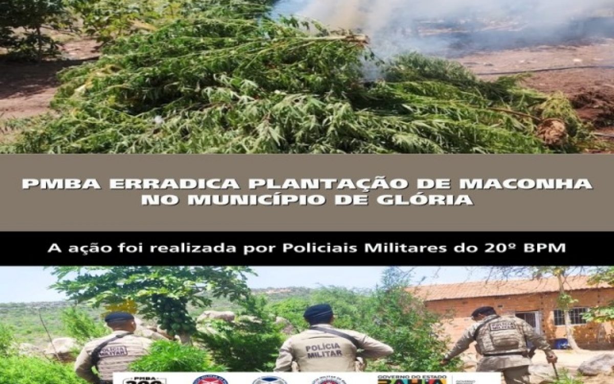 POLICIA MILITAR ERRADICA PLANTAÇÃO DE MACONHA NO MUNICÍPIO DE GLÓRIA