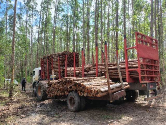 Dupla é presa em flagrante por furto de madeira em área de plantio da empresa Suzano, em Alcobaça