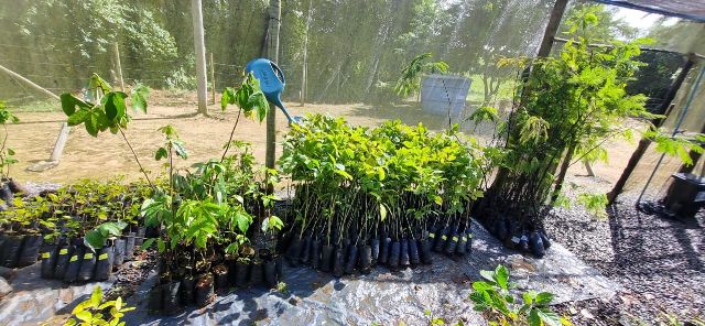 Desafio Latitude 12 realiza doação de mil mudas de árvores nativas na Reserva Sapiranga