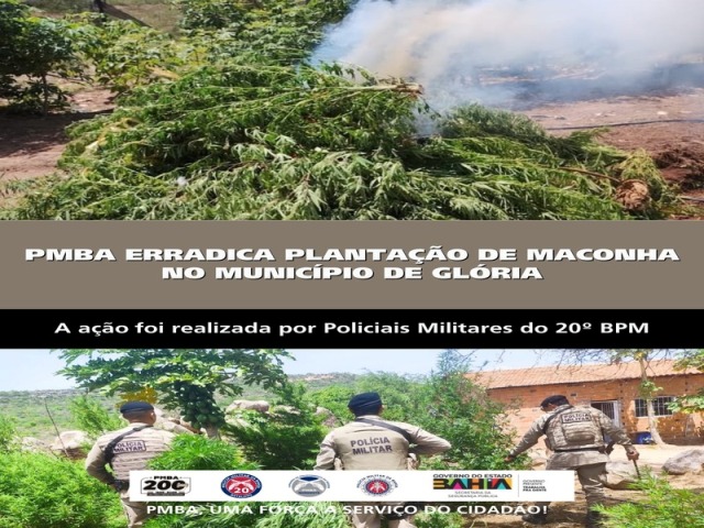 POLICIA MILITAR ERRADICA PLANTAÇÃO DE MACONHA NO MUNICÍPIO DE GLÓRIA