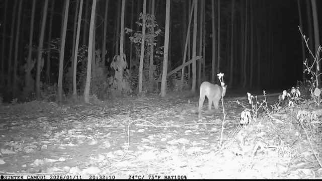 Ameaçada de extinção na Bahia, onças-pardas são avistadas em reservas da Bracell no Litoral Norte