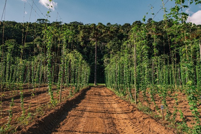 Grupo Petrópolis conquista ouro e bronze na Copa Brasileira de Lúpulo 2026