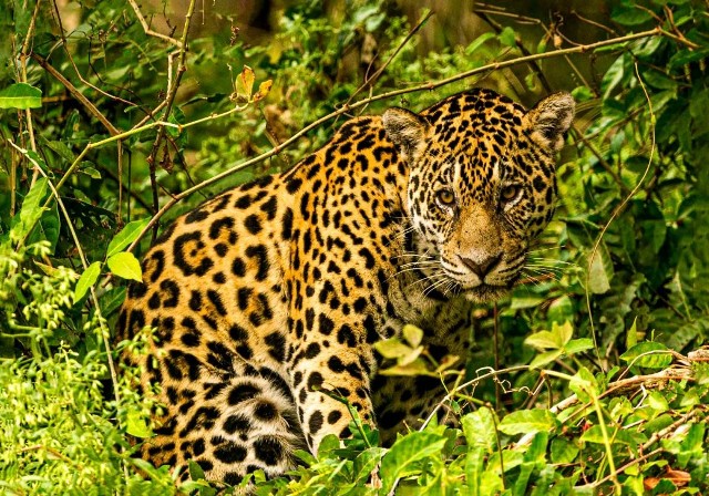 “Pantanal Revelado”: Shopping Paseo recebe exposição fotográfica sobre a alma de um território brasileiro exuberante
