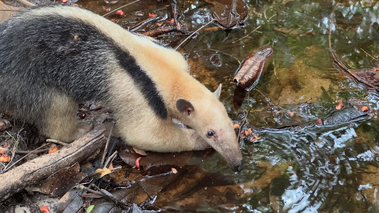 Ouriço-preto ameaçado de extinção e outros 41 animais silvestres são reintegrados à natureza em reserva da Bracell